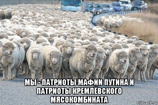  мы - патриоты мафии путина и патриоты кремлёвского мясокомбината, Мем стадо овец