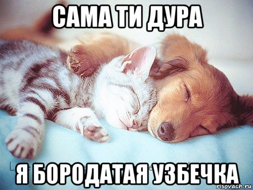 сама ти дура я бородатая узбечка