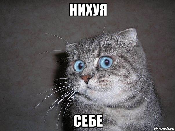 нихуя себе, Мем  удивлённый кот