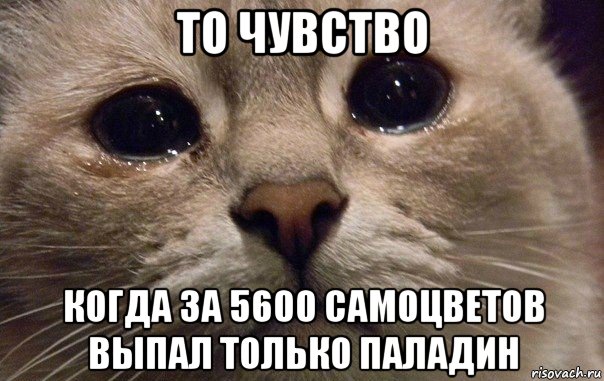 то чувство когда за 5600 самоцветов выпал только паладин, Мем   В мире грустит один котик