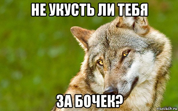 не укусть ли тебя за бочек?, Мем   Volf