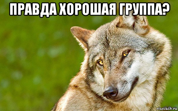 правда хорошая группа? , Мем   Volf