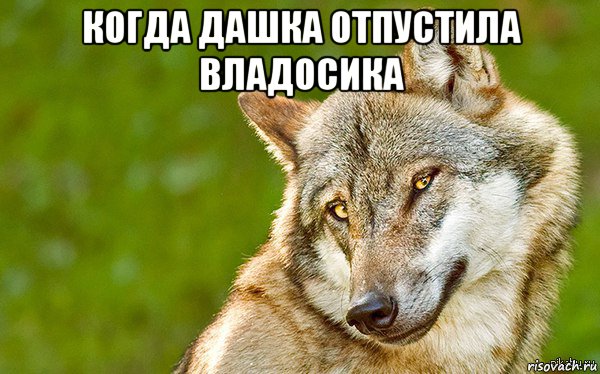 когда дашка отпустила владосика , Мем   Volf