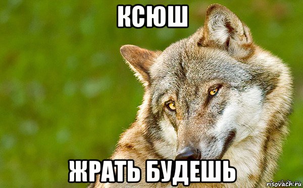 ксюш жрать будешь, Мем   Volf