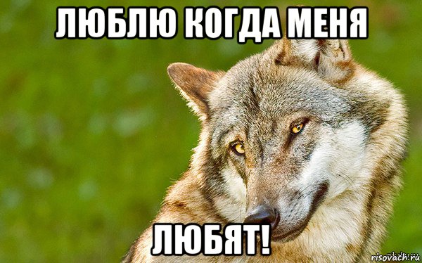 люблю когда меня любят!, Мем   Volf