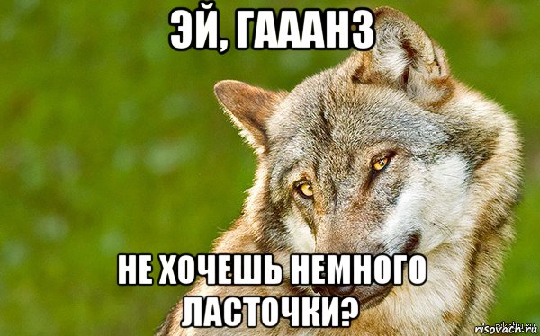 эй, гааанз не хочешь немного ласточки?, Мем   Volf