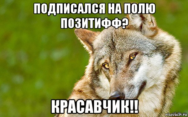 подписался на полю позитифф? красавчик!!, Мем   Volf