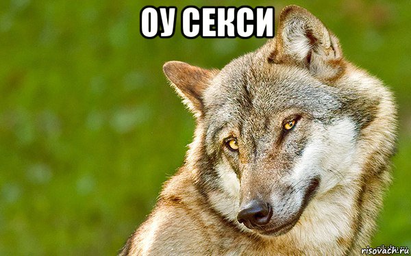 оу секси , Мем   Volf