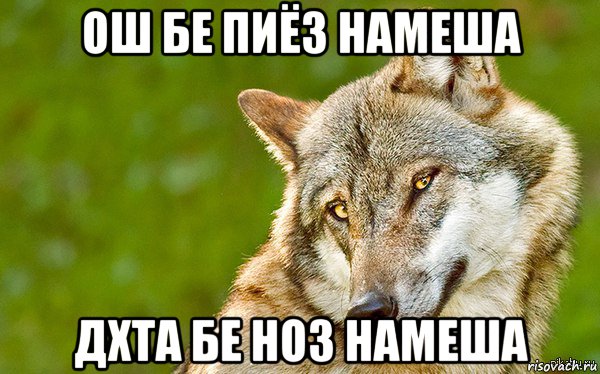 ош бе пиёз намеша дхта бе ноз намеша, Мем   Volf