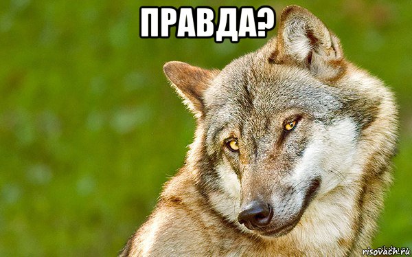 правда? , Мем   Volf