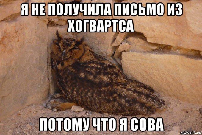я не получила письмо из хогвартса потому что я сова