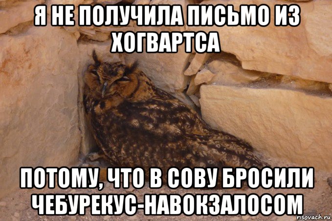 я не получила письмо из хогвартса потому, что в сову бросили чебурекус-навокзалосом