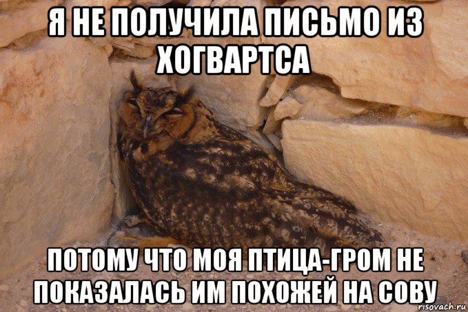 я не получила письмо из хогвартса потому что моя птица-гром не показалась им похожей на сову
