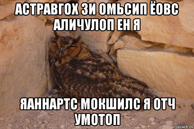 астравгох зи омьсип ёовс аличулоп ен я яаннартс мокшилс я отч умотоп