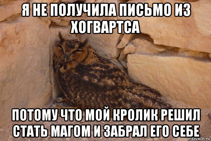 я не получила письмо из хогвартса потому что мой кролик решил стать магом и забрал его себе