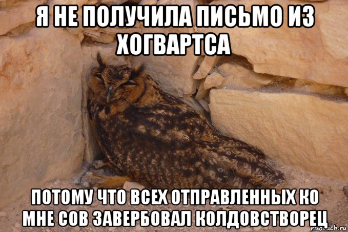 я не получила письмо из хогвартса потому что всех отправленных ко мне сов завербовал колдовстворец