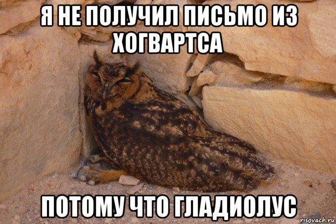 я не получил письмо из хогвартса потому что гладиолус