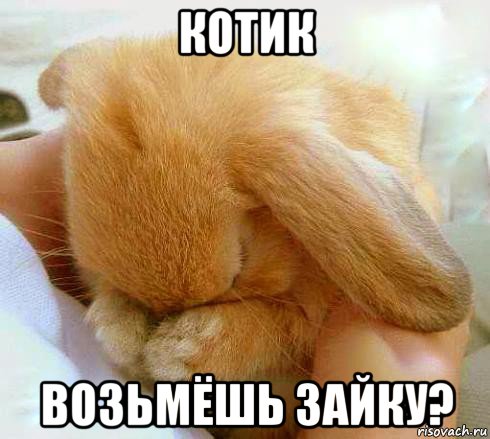 котик возьмёшь зайку?