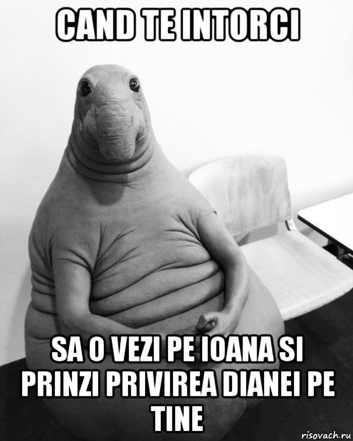 cand te intorci sa o vezi pe ioana si prinzi privirea dianei pe tine, Мем  Ждун