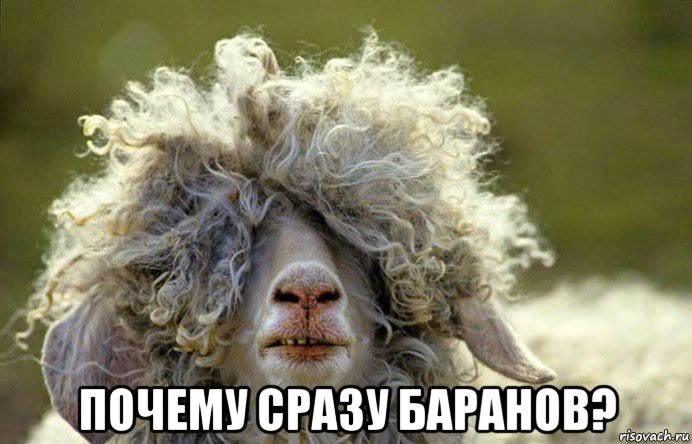  почему сразу баранов?