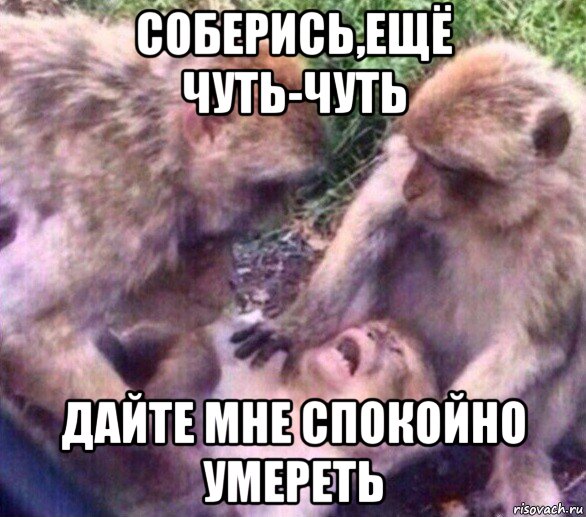 соберись,ещё чуть-чуть дайте мне спокойно умереть, Мем Дайте мне спокойно умереть