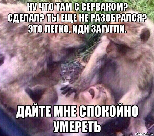 ну что там с серваком? сделал? ты еще не разобрался? это легко, иди загугли. дайте мне спокойно умереть