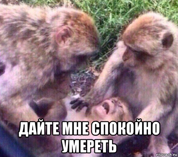  дайте мне спокойно умереть, Мем Дайте мне спокойно умереть