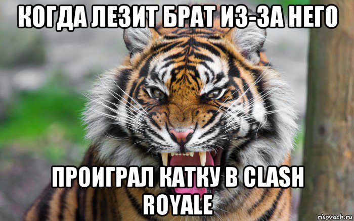 когда лезит брат из-за него проиграл катку в clash royale, Мем ДЕРЗКИЙ ТИГР