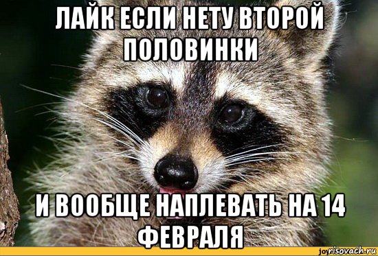 лайк если нету второй половинки и вообще наплевать на 14 февраля, Мем енот чая