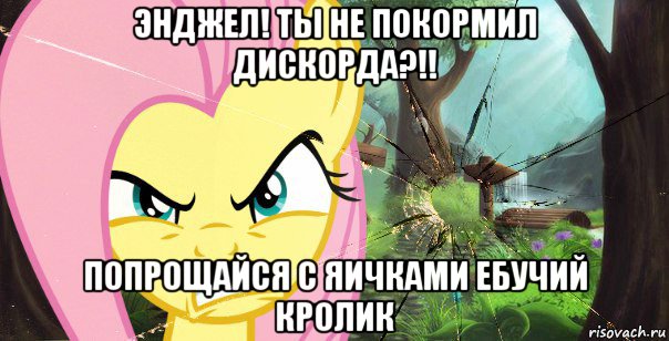 энджел! ты не покормил дискорда?!! попрощайся с яичками ебучий кролик