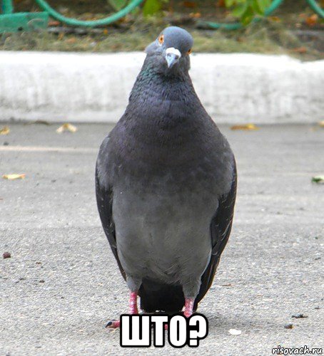  што?
