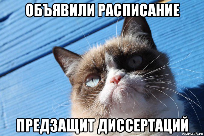 объявили расписание предзащит диссертаций, Мем  grumpy cat