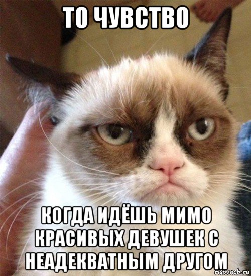 то чувство когда идёшь мимо красивых девушек с неадекватным другом, Мем Грустный (сварливый) кот