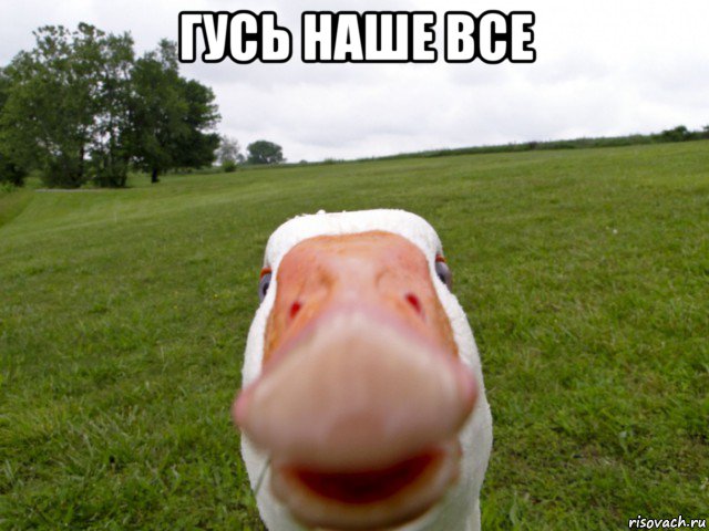 гусь наше все , Мем гусь