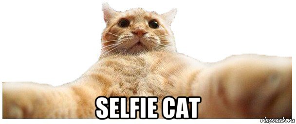  selfie cat, Мем   Кэтсвилл