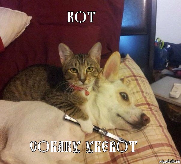 кот собаку убевот, Комикс кот с заложником собакой