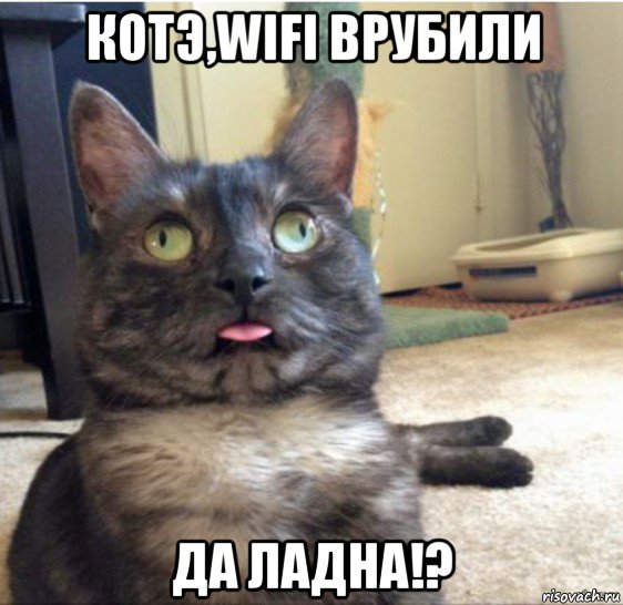 котэ,wifi врубили да ладна!?, Мем   Кот завис