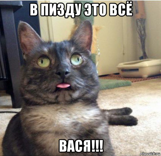 в пизду это всё вася!!!, Мем   Кот завис