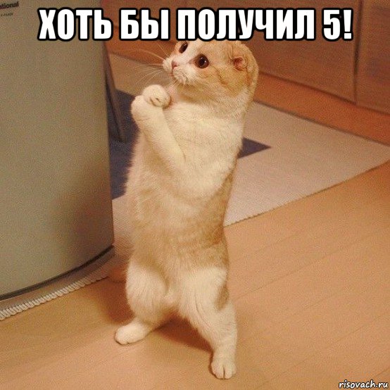 хоть бы получил 5! , Мем  котэ молится