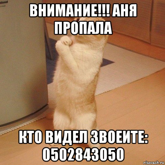 внимание!!! аня пропала кто видел звоеите: 0502843050, Мем  котэ молится