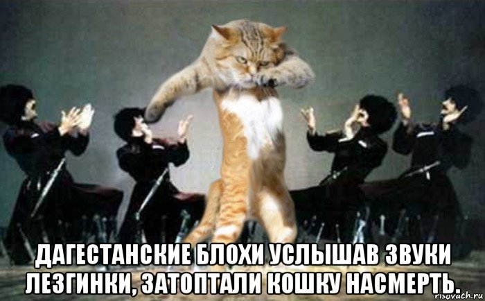  дагестанские блохи услышав звуки лезгинки, затоптали кошку насмерть., Мем Лезгинка