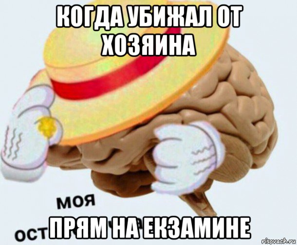 когда убижал от хозяина прям на екзамине, Мем   Моя остановочка мозг