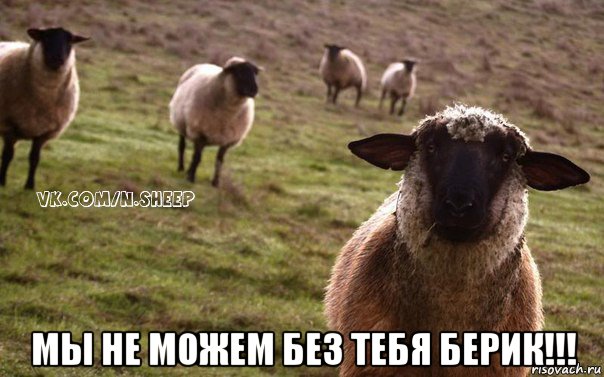  мы не можем без тебя берик!!!, Мем  Наивная Овца