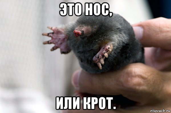 это нос, или крот., Мем Ну бывает
