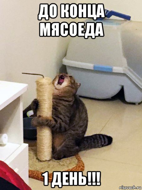 до конца мясоеда 1 день!!!
