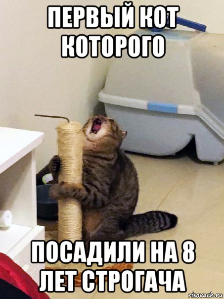 первый кот которого посадили на 8 лет строгача