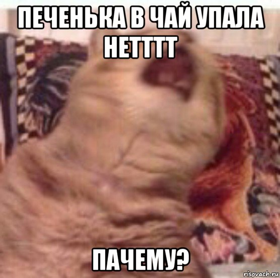 печенька в чай упала нетттт пачему?