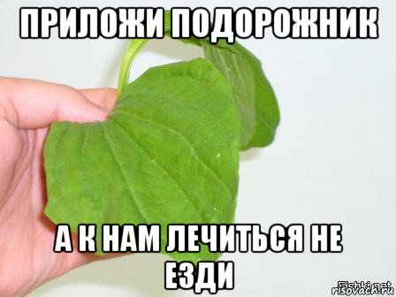 приложи подорожник а к нам лечиться не езди, Мем Подорожник