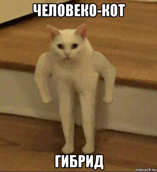человеко-кот гибрид, Мем  Полукот