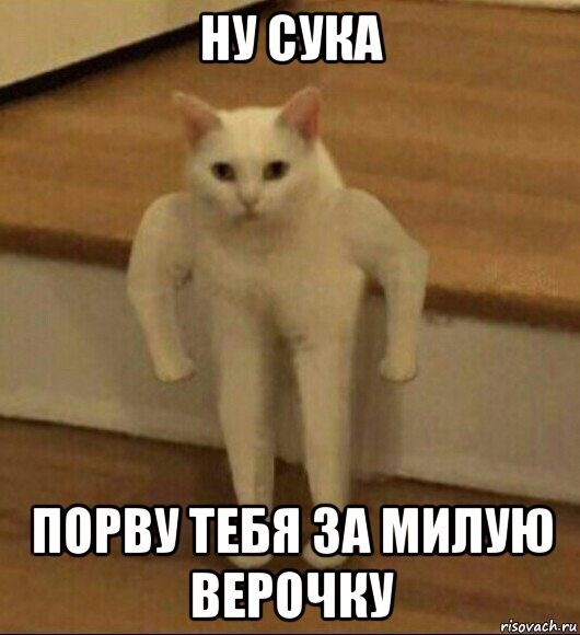 ну сука порву тебя за милую верочку, Мем  Полукот